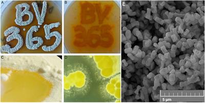 Functionalization of silk with actinomycins from Streptomyces anulatus BV365 for biomedical applications